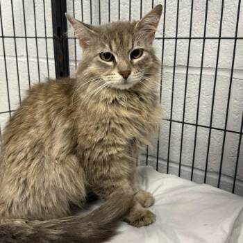 Sangria-C -  Domestic Long Hair Cat for Adoption in East St. Louis, Illinois - Sangria-C | PetCurious