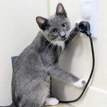 Truffle -  Domestic Short Hair Cat for Adoption in Los Angeles, California - Truffle | PetCurious