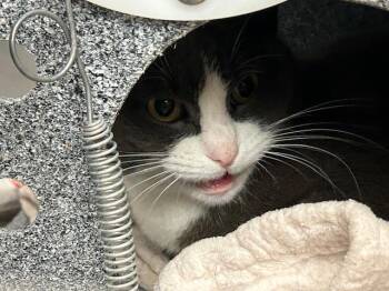 Domestic Short Hair Cats Available for Adoption - EUREKA | PetCurious