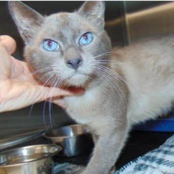 King Woman -  Domestic Short Hair Cat for Adoption in Chicago, Illinois - King Woman | PetCurious