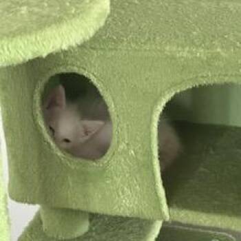 Comfrt -  Domestic Short Hair Cat for Adoption in Buffalo, Minnesota - Comfrt | PetCurious