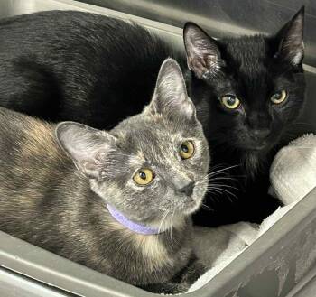 Rescue Domestic Short Hair Cats for Adoption in South Kingstown, Rhode Island - Nior | PetCurious