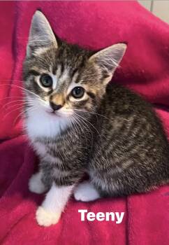 Teeny -  Domestic Short Hair Cat for Adoption in Murfreesboro, Tennessee - Teeny | PetCurious