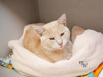 Domestic Short Hair Cats Available for Adoption in Omaha, Nebraska - CHICKEN | PetCurious