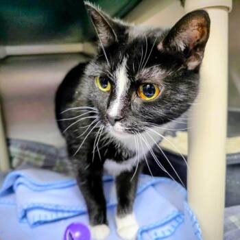 Domestic Short Hair Cats Available for Adoption - Jeanie | PetCurious