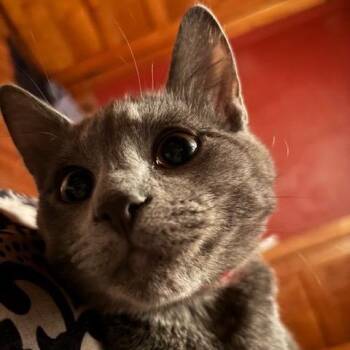 Domestic Short Hair Cats Available for Adoption - Artie | PetCurious