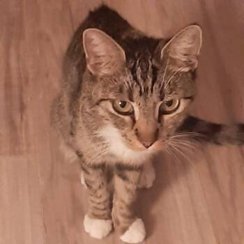 Rescue Tabby Cats for Adoption in Deming, New Mexico - Fractious | PetCurious