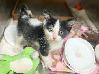 CARLA -  Domestic Short Hair Cat for Adoption in Fort Wayne, Indiana - CARLA | PetCurious