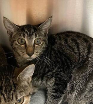 Annatto -  Domestic Short Hair Cat for Adoption in Vancouver, Washington - Annatto | PetCurious