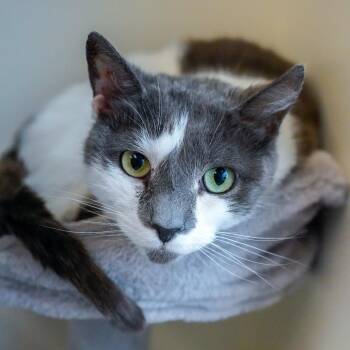 Paddy -  Domestic Short Hair Cat Available for Adoption - Paddy | PetCurious