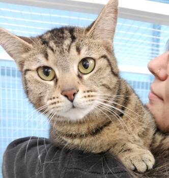 Octopus -  Domestic Short Hair Cat for Adoption in Claremont, New Hampshire - Octopus | PetCurious