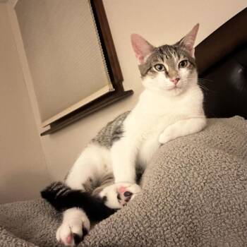 Jarnathan -  Domestic Short Hair Cat Available for Adoption in Mount Laurel Township, New Jersey - Jarnathan | PetCurious