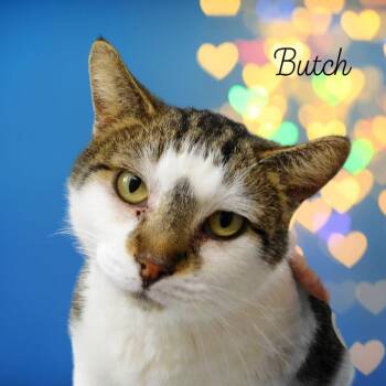 Rescue Domestic Short Hair Cats for Adoption in Pekin, Illinois - Butch | PetCurious