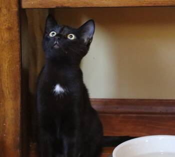 Maya -  Domestic Short Hair Cat for Adoption in San Diego, California - Maya | PetCurious