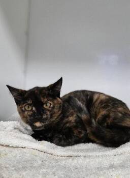 Louise -  Domestic Short Hair Cat for Adoption in Delson, Quebec - Louise | PetCurious