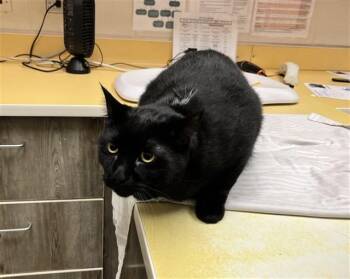 SHADOW -  Domestic Short Hair Cat for Adoption in Colorado Springs, Colorado - SHADOW | PetCurious