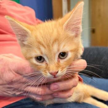 Jerry -  Domestic Short Hair Cat for Adoption in Bentonville, Arkansas - Jerry | PetCurious