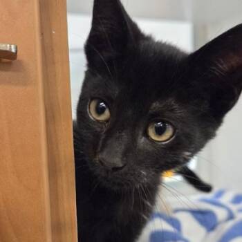 Patches -  Domestic Short Hair Cat for Adoption in Voorhees Township, New Jersey - Patches | PetCurious