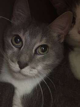 Rescue Domestic Short Hair Cats for Adoption in Virginia Beach, Virginia - Jashika | PetCurious