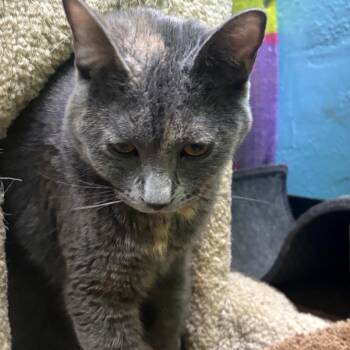 Sally -  Domestic Short Hair Cat for Adoption in Springfield, Missouri - Sally | PetCurious