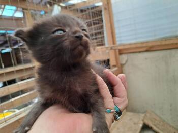 Domestic Short Hair Cats Available for Adoption in Belton, Missouri - Mijo (Mee-hoe) | PetCurious