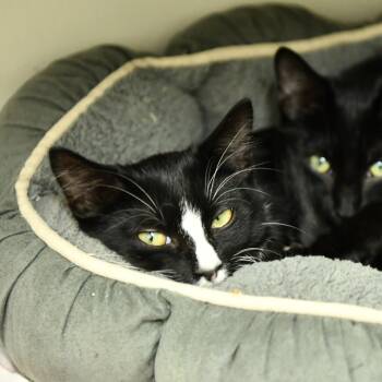 Rescue Domestic Short Hair Cats for Adoption in Fairhope, Alabama - Ember | PetCurious