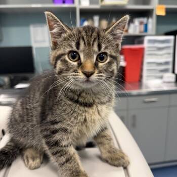 Domestic Short Hair Cats Available for Adoption in Greensboro, North Carolina - Franc | PetCurious