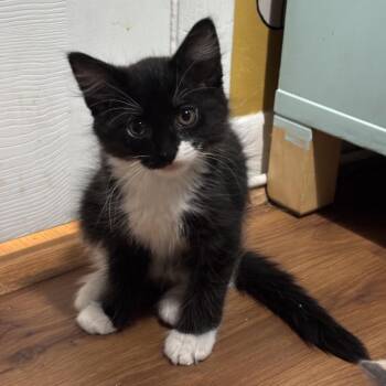 Moony Chapman -  Domestic Short Hair Cat Available for Adoption in Merrifield, Virginia - Moony Chapman | PetCurious