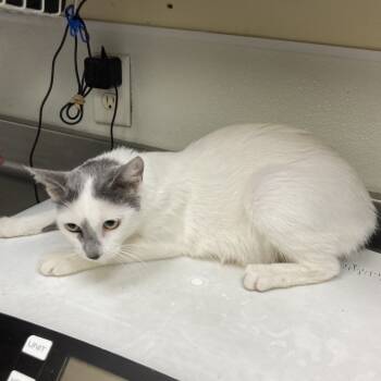 Rescue Domestic Short Hair Cats for Adoption in Galveston, Texas - WILLOW | PetCurious
