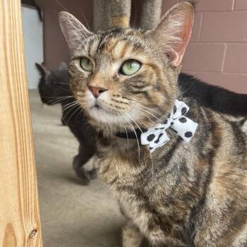 Rescue Domestic Medium Hair Cats for Adoption in Angleton, Texas - Lilly | PetCurious