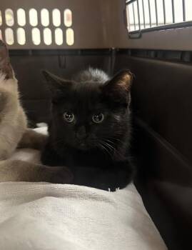 Rizzo -  Domestic Short Hair Cat for Adoption in Palm Coast, Florida - Rizzo | PetCurious
