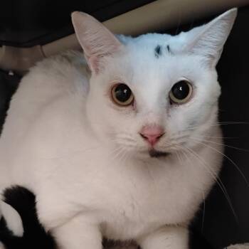 Domestic Short Hair Cats Available for Adoption - Nim | PetCurious