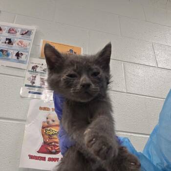 Flint -  Domestic Medium Hair Cat for Adoption in Chattanooga, Tennessee - Flint | PetCurious