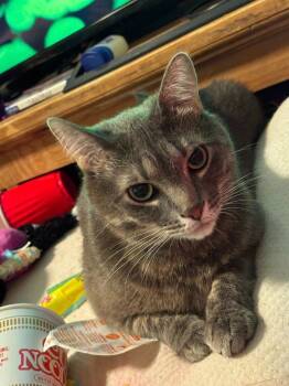 Rescue Domestic Short Hair Cats for Adoption in Millcreek, Utah - Phantom | PetCurious