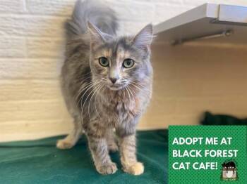 SNUGGLES -  Domestic Medium Hair Cat for Adoption in Fort Wayne, Indiana - SNUGGLES | PetCurious