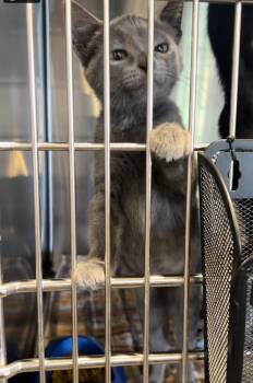 Rescue Domestic Short Hair Cats for Adoption in Bloomsdale, Missouri - Miso | PetCurious