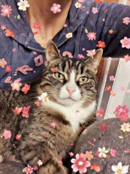 Domestic Short Hair Cats Available for Adoption - Valentina | PetCurious