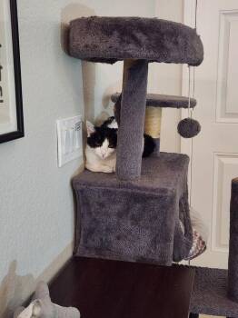 Domestic Medium Hair Cats Available for Adoption in Lancaster, California - Pringles | PetCurious