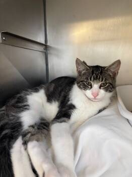 Rescue Domestic Short Hair Cats for Adoption in Pomona, New York - Dylan | PetCurious