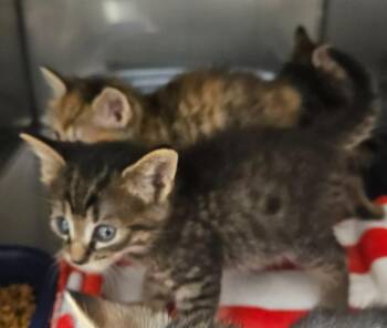 Jones Kitten 2(James Earl) -  American Shorthair Cat for Adoption in Mocksville, North Carolina - Jones Kitten 2(James Earl) | PetCurious