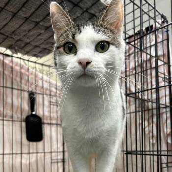 Domestic Short Hair Cats Available for Adoption in Mokena, Illinois - Colton | PetCurious
