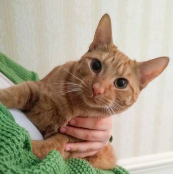 Rescue Domestic Short Hair Cats for Adoption in Columbia, South Carolina - Gingersnap | PetCurious