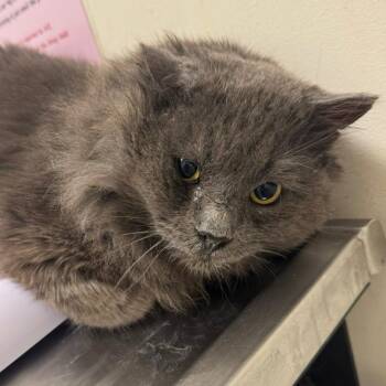 Domestic Medium Hair Cats Available for Adoption - Mr. Man | PetCurious