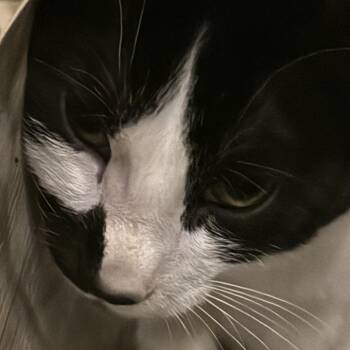 DOPEY -  Tuxedo Cat for Adoption in Lake Ozark, Missouri - DOPEY | PetCurious