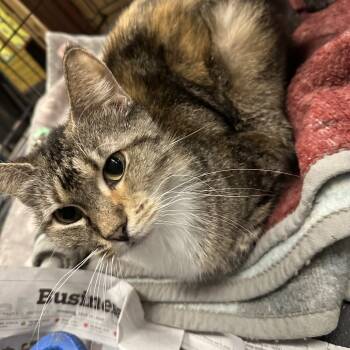 Rescue Domestic Short Hair Cats for Adoption in Milan, Pennsylvania - Backpack | PetCurious