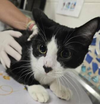 Domestic Short Hair Cats Available for Adoption in Pensacola, Florida - TAYTAY | PetCurious