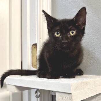 Gale KC -  Domestic Short Hair Cat for Adoption in Union, Missouri - Gale KC | PetCurious