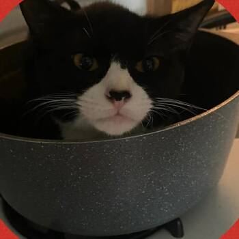 Soup -  Domestic Short Hair Cat for Adoption in Columbia, Missouri - Soup | PetCurious