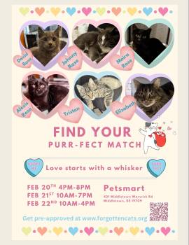 Domestic Short Hair Cats Available for Adoption - Middletown PetSmart Cat Adoption Event Feb. 20-22 | PetCurious