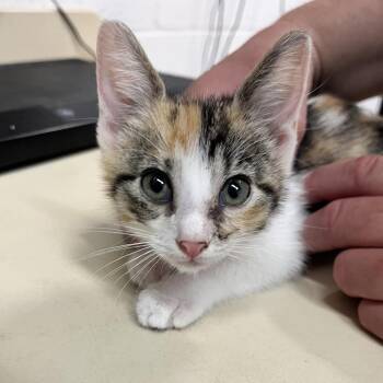 Beauty -  Domestic Short Hair Cat for Adoption in Ardmore, Oklahoma - Beauty | PetCurious
